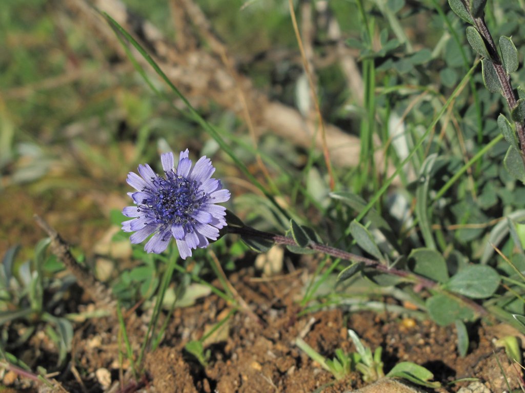 Globularia alypum